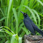 Nicaraguan Grackle / Quiscalus nicaraguensis