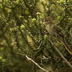 Striolated Tit-Spinetail / Leptasthenura striolata