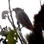 Scimitar-winged Piha / Lipaugus uropygialis