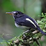 Black-and-white Tody-Flycatcher / Poecilotriccus capitalis