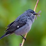 Свинцовый просяночник / Sporophila plumbea