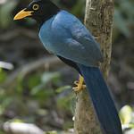 Юкатанская сойка / Cyanocorax yucatanicus