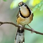 Lesser Necklaced Laughingthrush / Garrulax monileger