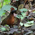 Black-eared Wood Quail / Odontophorus melanotis