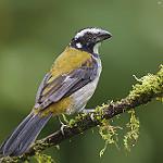 Black-winged Saltator / Saltator atripennis
