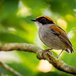 Black-cheeked Gnateater / Conopophaga melanops