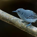 Leaden Antwren / Myrmotherula assimilis