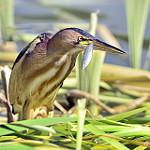 Little Bittern / Botaurus minutus