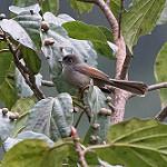 Brown-capped Fantail / Rhipidura diluta