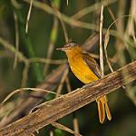 White-eyed Attila / Attila bolivianus