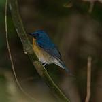 Large Blue Flycatcher / Cyornis magnirostris