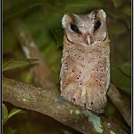 Sri Lanka Bay Owl / Phodilus assimilis