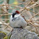 Домовый воробей / Passer domesticus