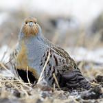 Бородатая куропатка / Perdix dauurica