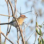 Grey-eyed Greenlet / Hylophilus amaurocephalus