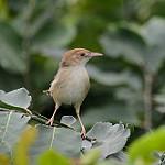 Ангольская цистикола / Cisticola bulliens