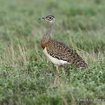 Heuglin's Bustard / Neotis heuglinii
