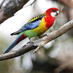 Белощёкая розелла / Platycercus eximius
