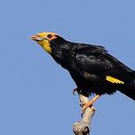 Golden-crested Myna / Ampeliceps coronatus