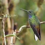 Green-backed Hillstar / Urochroa leucura