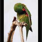 Чешуйчатый лорикет / Trichoglossus chlorolepidotus