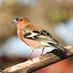 Зяблик / Fringilla coelebs