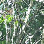 Yellow-footed Honeyguide / Melignomon eisentrauti