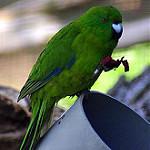 Антиподов какарики / Cyanoramphus unicolor