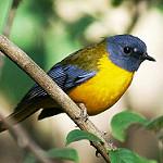 Белозвёздный заряночник / Pogonocichla stellata