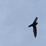 Costa Rican Swift / Chaetura fumosa