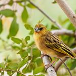 Коричневогорлый ткач / Ploceus xanthopterus
