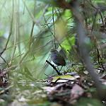 Grey-bellied Tesia / Tesia cyaniventer