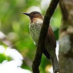 Visayan Bulbul / Hypsipetes guimarasensis