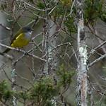 Балимский свистун / Pachycephala balim