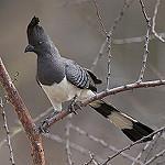 Белобрюхий бананоед / Crinifer leucogaster