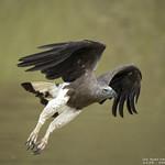 Lesser Fish Eagle / Icthyophaga humilis