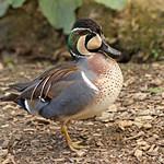 Baikal Teal / Sibirionetta formosa