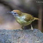 Grey-faced Tit-Babbler / Mixornis kelleyi