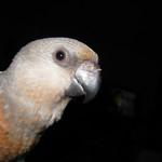 Red-bellied Parrot / Poicephalus rufiventris