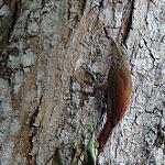 Глазчатый древолаз / Xiphorhynchus ocellatus