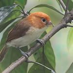 White-breasted Parrotbill / Paradoxornis ruficeps