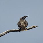 Крикливый кожеголов / Philemon corniculatus