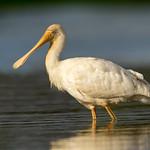 Желтоклювая колпица / Platalea flavipes