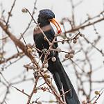 Восточный древесный удод / Rhinopomastus minor
