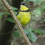 Yellow-throated Apalis / Apalis flavigularis