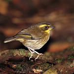 Yellow-throated Scrubwren / Neosericornis citreogularis