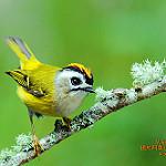 Flamecrest / Regulus goodfellowi