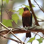 Красношейный дрозд / Turdus rufitorques