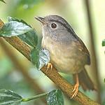 Mountain Fulvetta / Alcippe peracensis