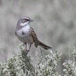 Полынная овсянка / Artemisiospiza nevadensis